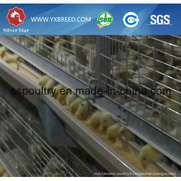 Longévité Galvanisée H Type Elevage Cage de Poulet